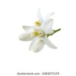 181开奖号前后关联分析:历史数据揭示中奖规律 vb24l